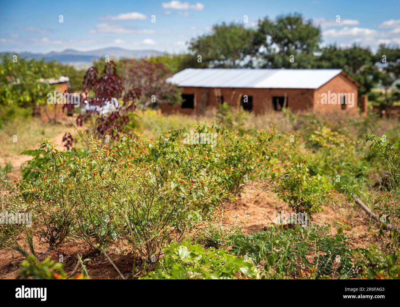 Chili-Pfeffer, der auf einem Bauernfeld in Malawi angebaut wird. Stockfoto