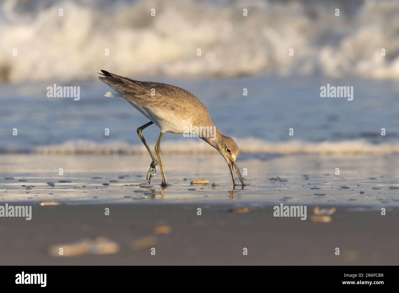 willet forscht und sondiert nach Essen im Sand, mit Wellen, die dahinter krachen Stockfoto