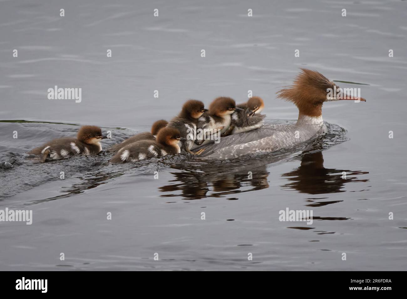 Goosander (Mergus merganser) und Küken auf River Tay, Perth, Perthshire, Schottland, Vereinigtes Königreich. Stockfoto