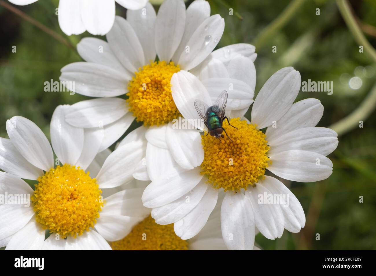 Weiße Ochsenblumen mit einer Fliege, die Pollen sammelt Stockfoto