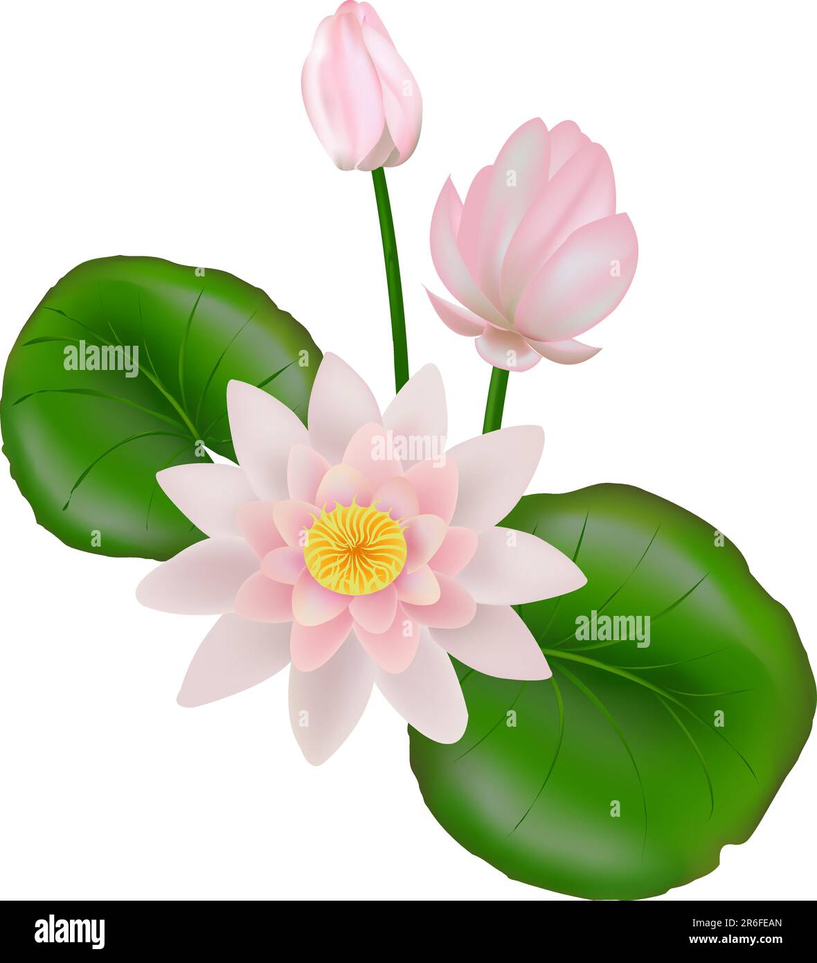 Rosa-weiße Lotusblume oder Wasserlilie schwimmend auf Wasser, isoliert auf Weiß Stock Vektor