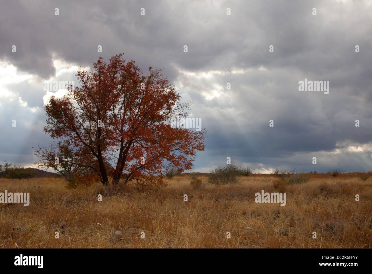 Ein majestätischer, großer Baum auf einer Wiese mit einem dramatischen stürmischen Himmel über Ihnen Stockfoto