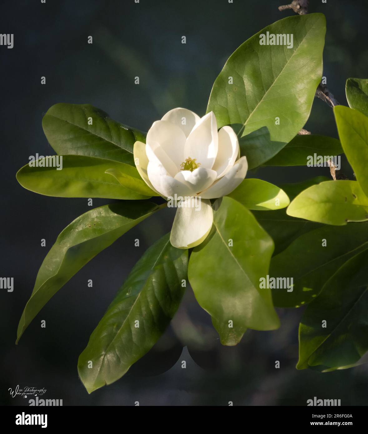 Eine einsame weiße Magnolienblüte, die im Frühling in der Sonne in üppigen grünen Blättern des Magnolienbaums auf einem dunklen Bokeh-Hintergrund sitzt Stockfoto
