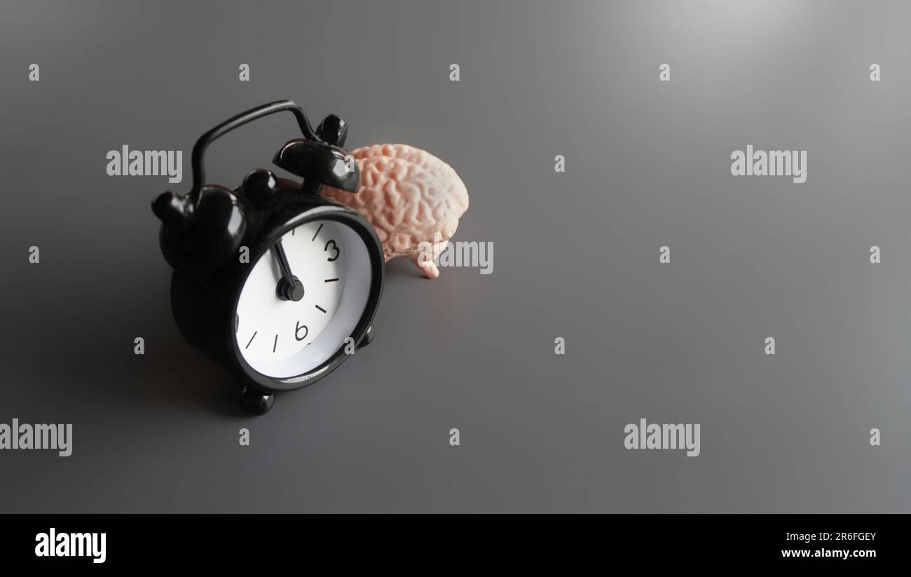 Gehirn und Wecker mit Kopierraum. Zirkadiane Uhren oder biologisches Uhrkonzept Stockfoto