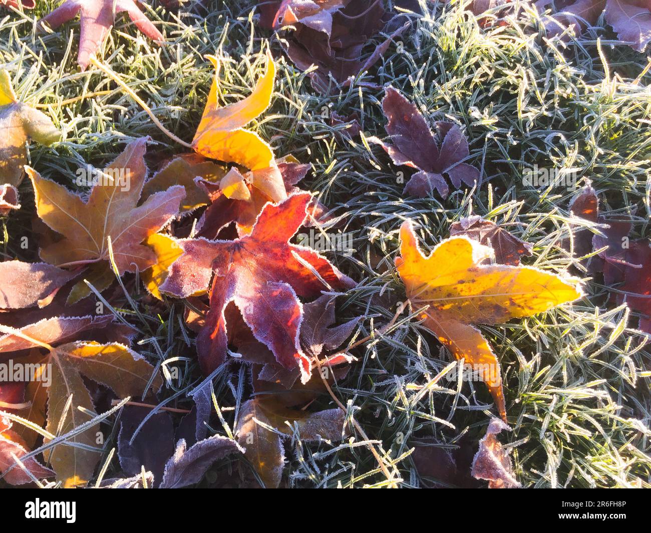 Wenn die Blätter fallen und der Frost kommt. Herbstlaub auf dem Boden an einem frostigen Morgen. Stockfoto