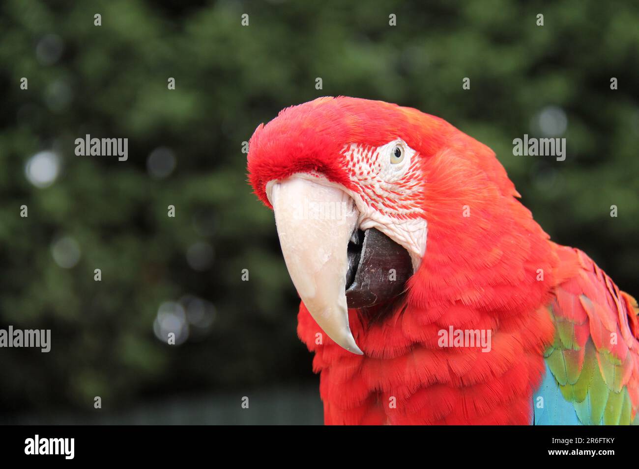 Das Gesicht eines tropischen Scharlach-Macaw-Papagei. Stockfoto