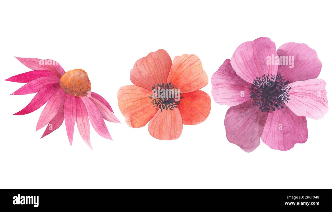 Set mit Aquarellblumen. Orangefarbene und rote Anemone, Echinacea purpurea isoliert auf weißem Hintergrund. Handgemalte Illustration. Botanischer Klipart Stockfoto