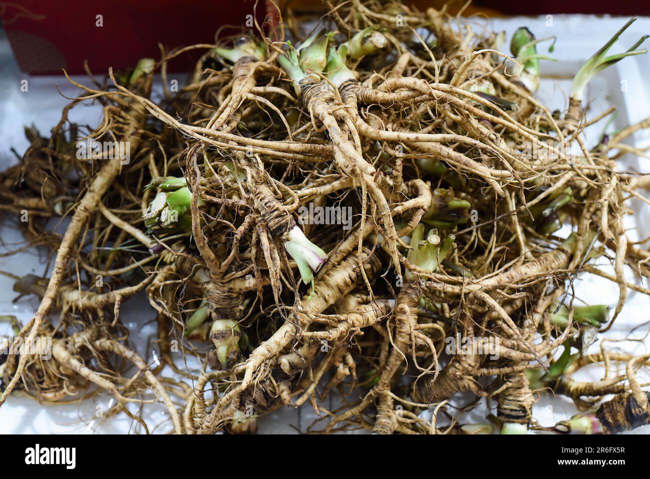 Viele Ginseng-Wurzeln auf dem vietnamesischen Markt Stockfoto