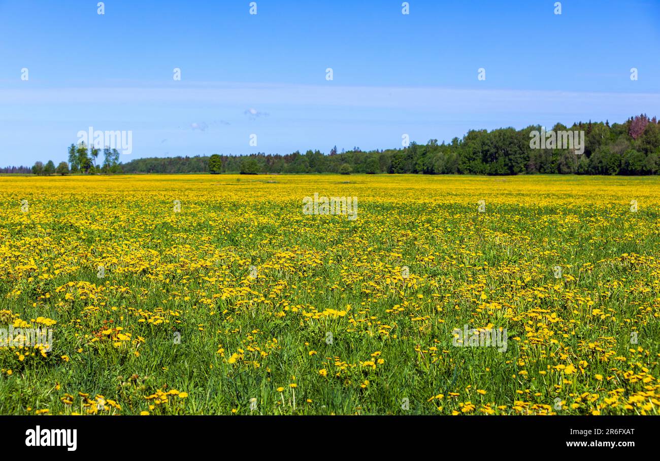 Sommerlandschaft, Feld mit blühenden Löwenzahnen unter blauem Himmel an einem sonnigen Tag Stockfoto