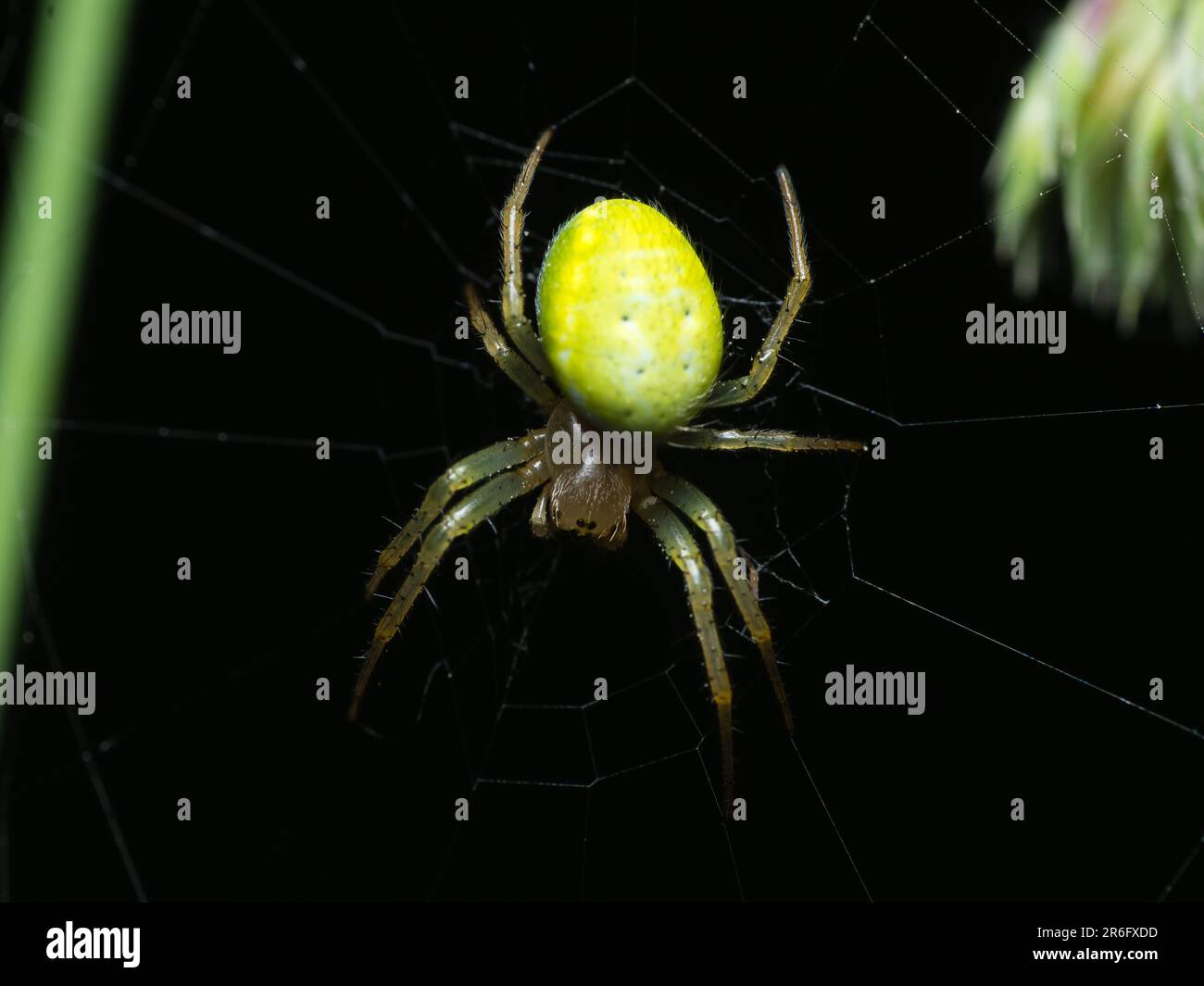 Der stille Jäger: Eine geduldige Spinne lauert in ihrem komplizierten Netz, bereit für Beute, um sich in die Nähe zu wagen, und zeigt das empfindliche Gleichgewicht der Geduld der Natur Stockfoto