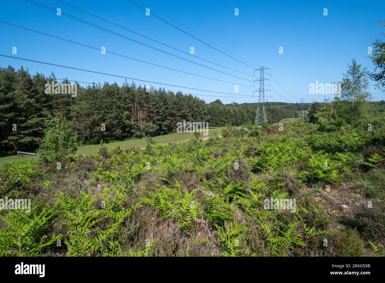 Blick auf Tieflandheide oder Heideland Habitat im Barossa Common, Surrey, England, Großbritannien, im Juni oder Frühsommer Stockfoto