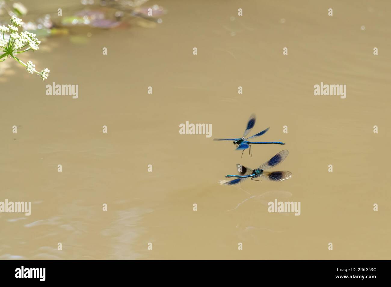 Banded demoiselle Damselfly (Calopteryx splendens), zwei männliche, die im Juni über den Kanal fliegen, West Sussex, England, Großbritannien. Territorialverhalten, Lufttanz Stockfoto