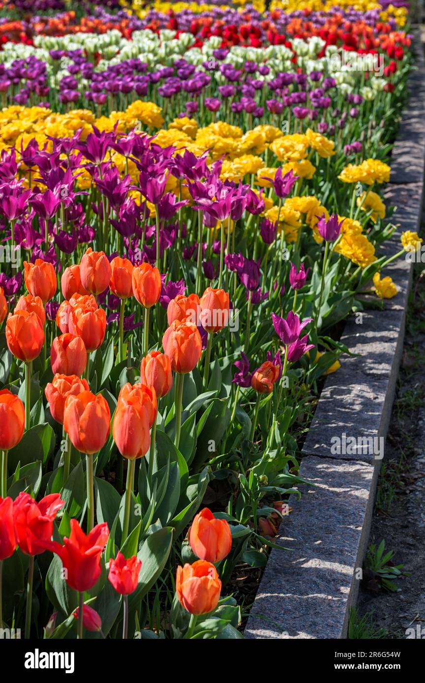 Tulpen Betten gegen Curbing - Frühling Stockfoto