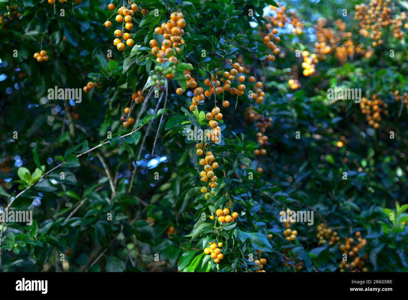 Duranta erecta ist eine Art blühender Sträucher in der Verbena-Familie Verbenaceae. Die gängigen Namen sind Goldtautropfen, Taubenbeere und Himmelpilze Stockfoto