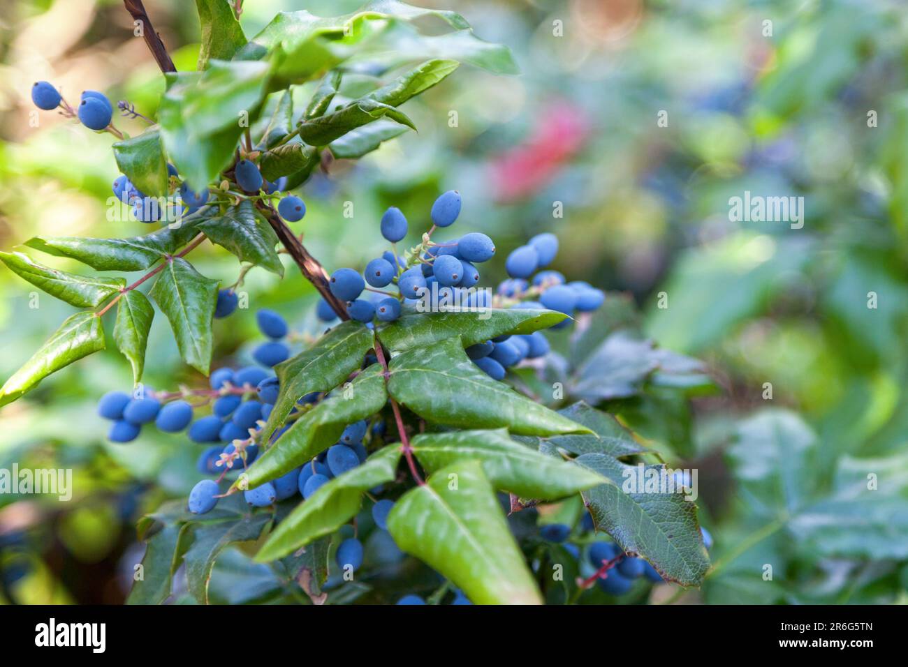 Nahaufnahme der dunklen bläulich-schwarzen Beeren des Mahonia aquifolium (Oregons Traube). Stockfoto