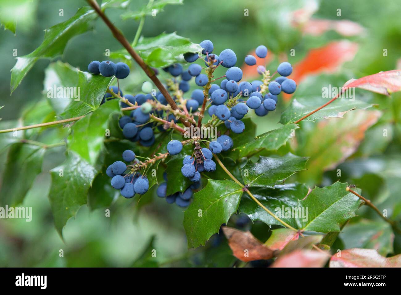 Nahaufnahme der dunklen bläulich-schwarzen Beeren des Mahonia aquifolium (Oregons Traube). Stockfoto