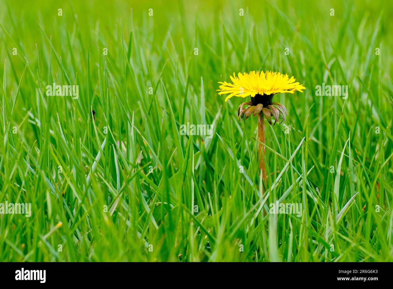 Löwenzahn (Taraxacum officinale), Nahaufnahme eines einzelnen isolierten gelben Blumenkopfes, der durch das ungeschnittene Gras am Rande eines Parks wächst. Stockfoto