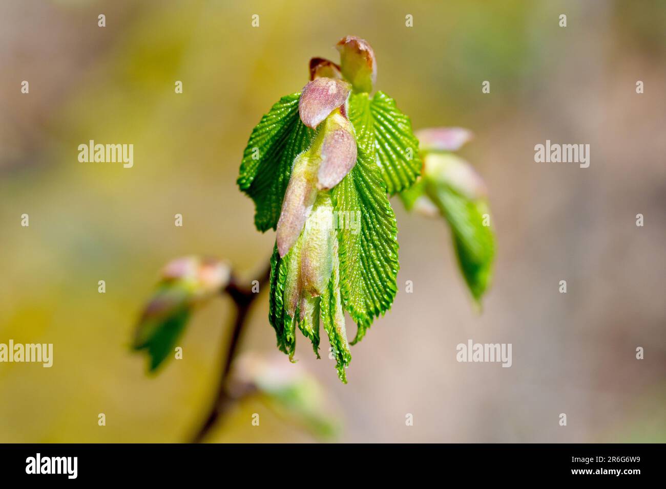 Wych Elm (Ulmus glabra), Nahaufnahme der neuen Blätter des Baumes, die im Frühlingssonnenschein aus ihren Knospen hervortreten. Stockfoto