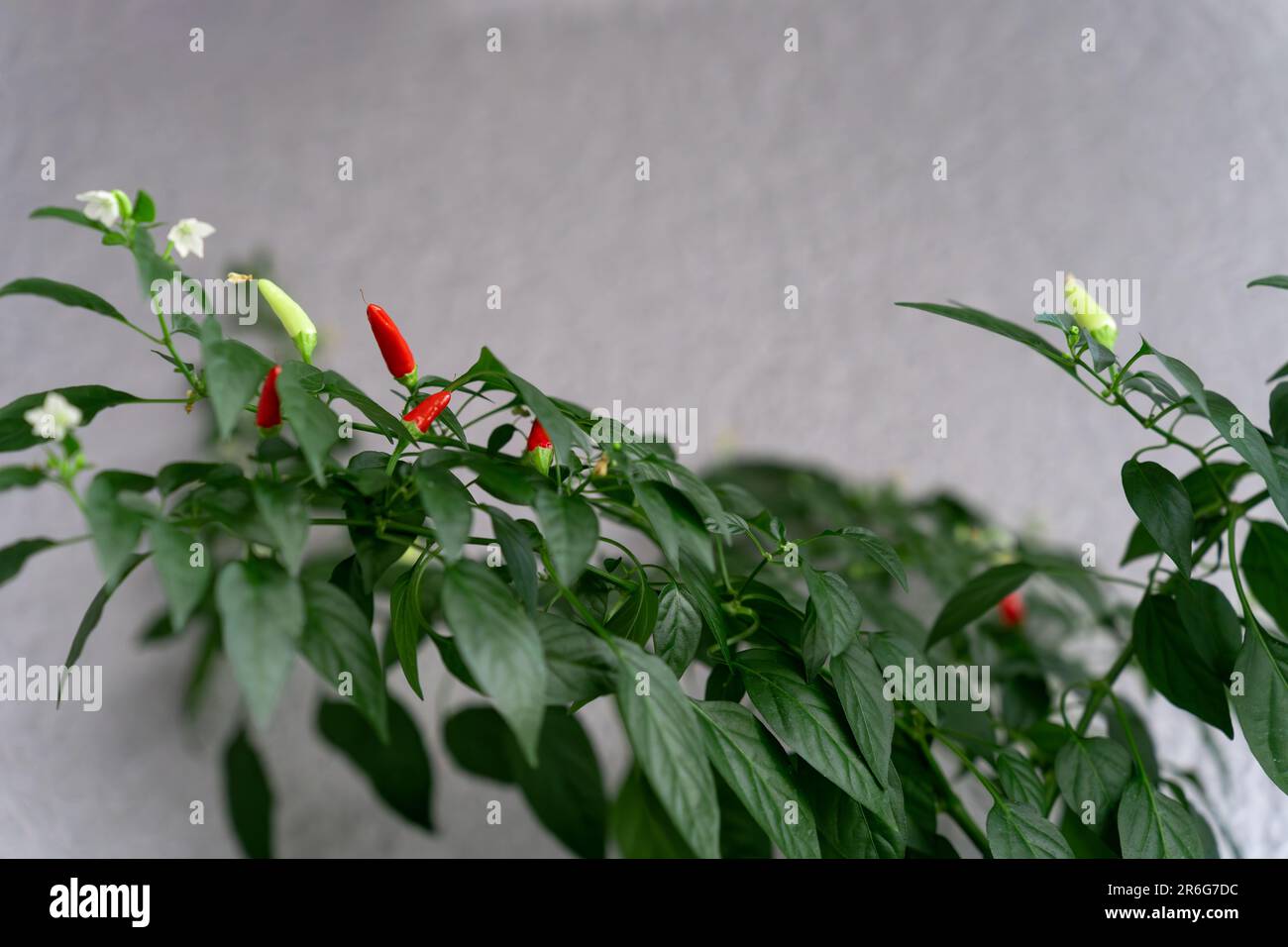 Ein Busch blühender und fruchtbarer heißer Chili Rainbow Fire Chili, die in einem Balkongarten angebaut werden. Stockfoto