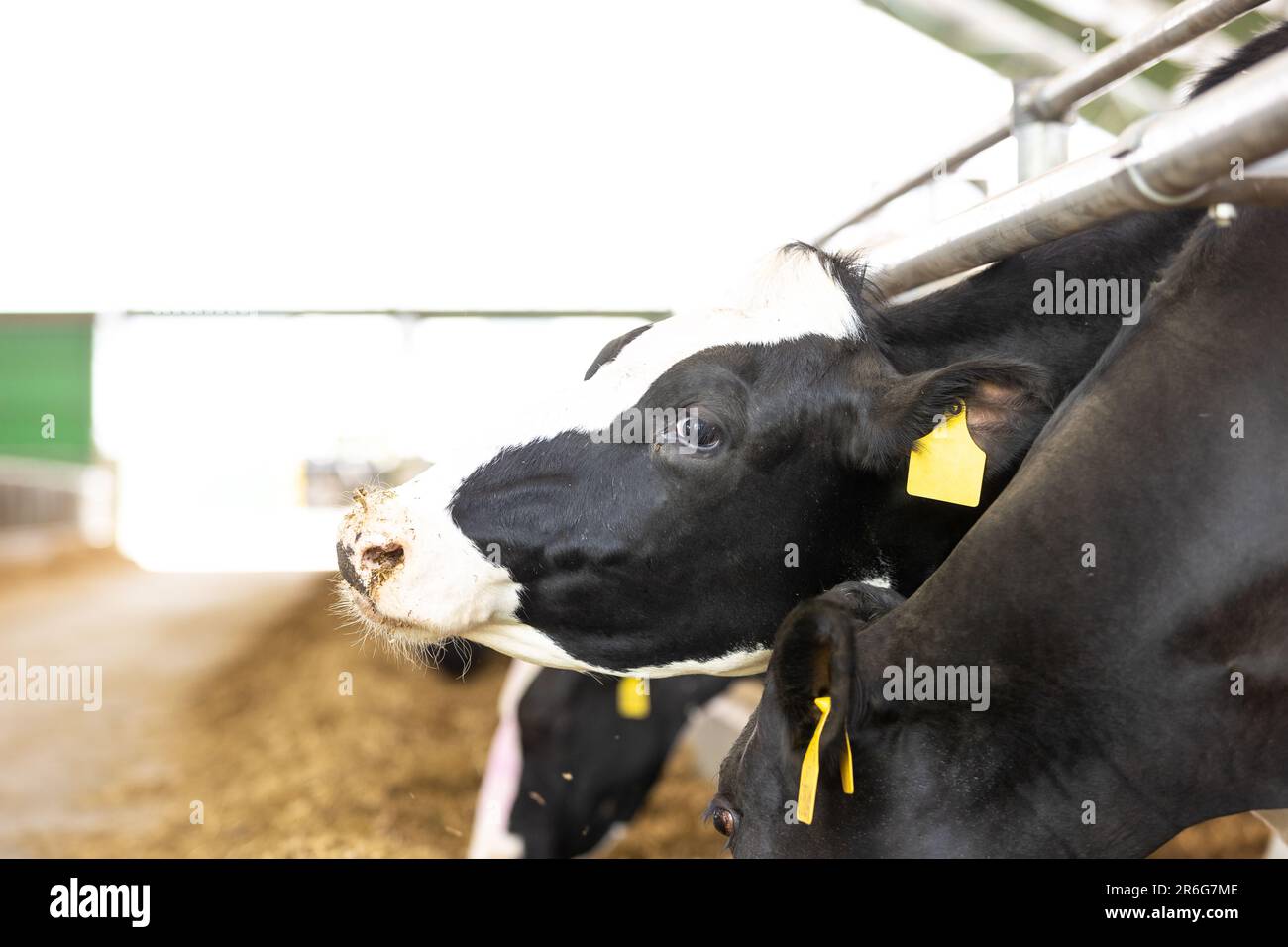 Landwirtschaftliche Konzept, Tagebuch Kühe essen ein Heu in modernen freien Viehstall oder Kuhstall für die Destillation von Milch, Tier-und Lebensmittelkonzept Stockfoto