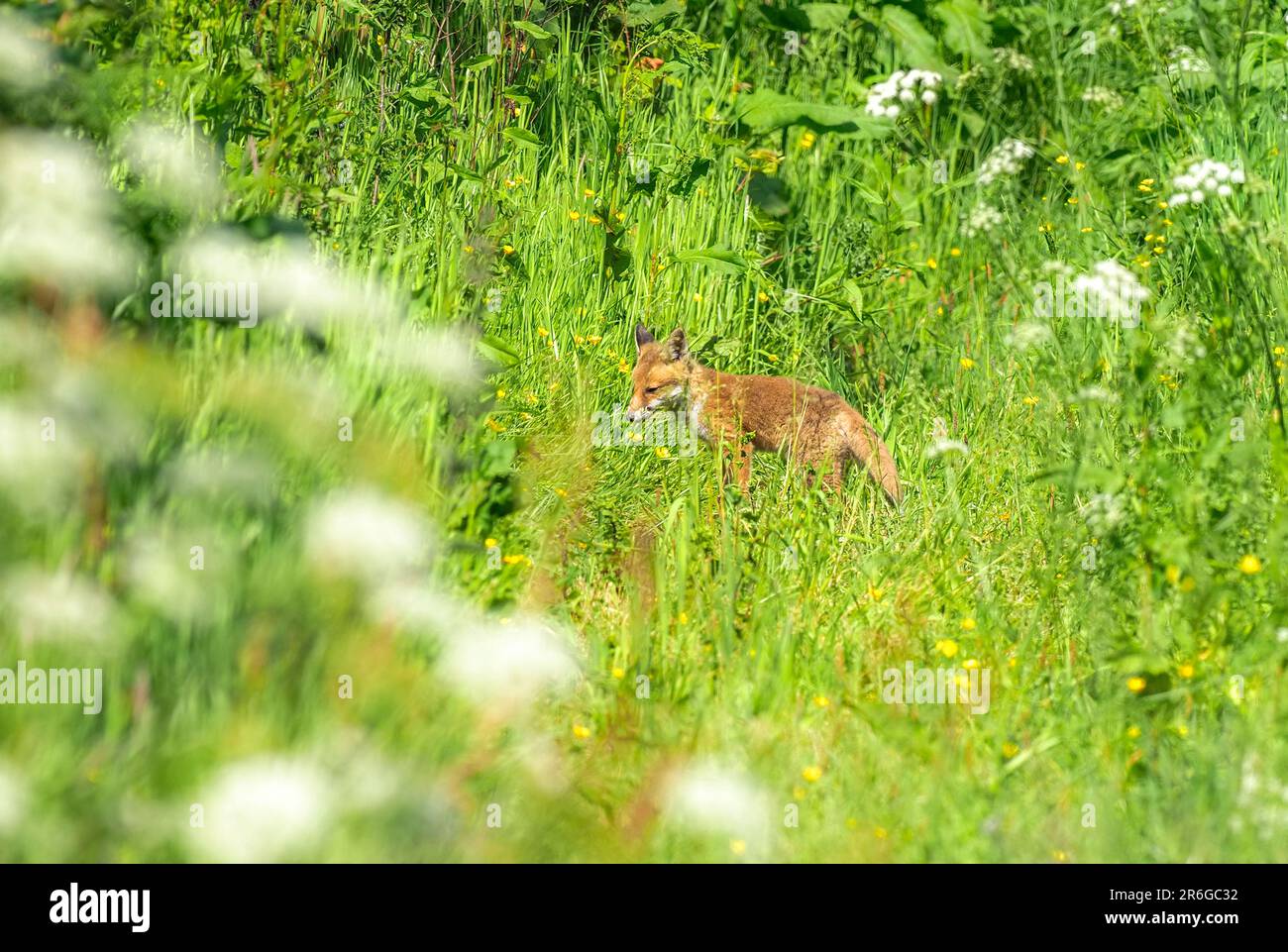 Fox Cubs, Teifi Naturschutzgebiet, Cardigan, Wales. Stockfoto