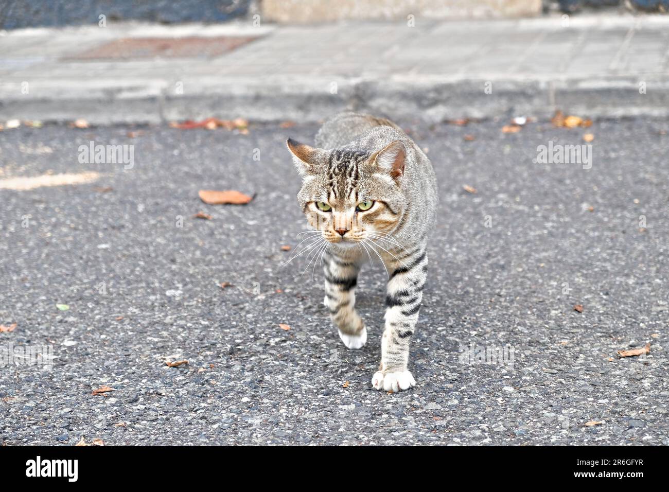 Verstreute Straße, wilde Katze, bezaubernde Nähe Stockfoto