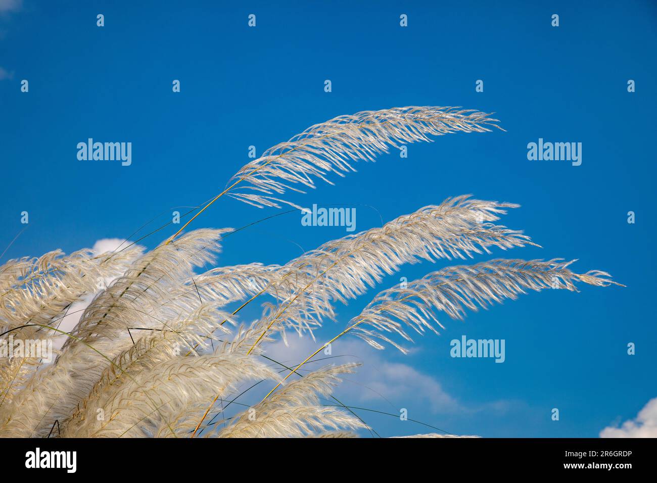 Kans Gras, Catkins oder Kash Flowers (Saccharum spontaneum) blühen im Herbst. Dhaka, Bangladesch. Stockfoto