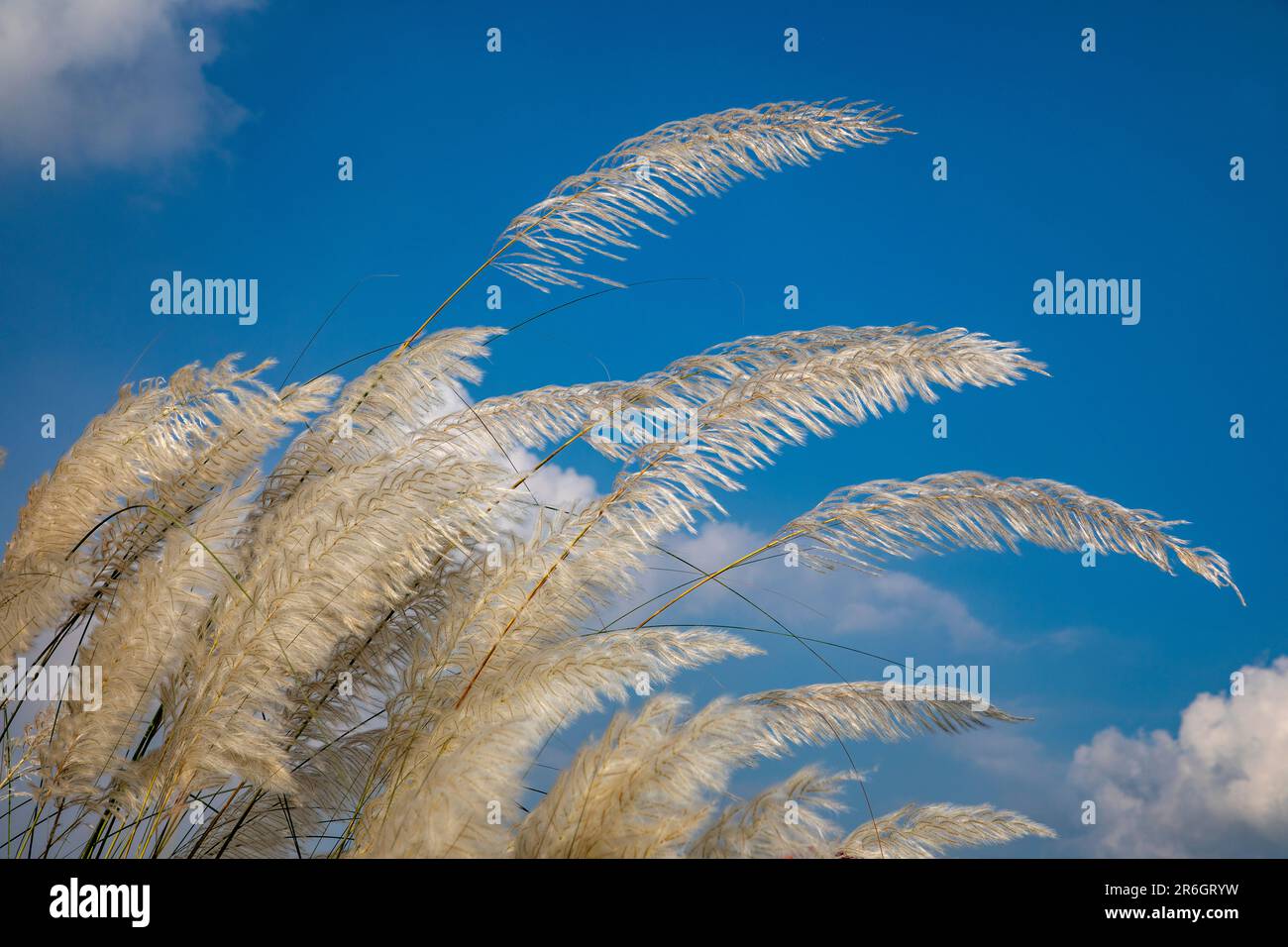 Kans Gras, Catkins oder Kash Flowers (Saccharum spontaneum) blühen im Herbst. Dhaka, Bangladesch. Stockfoto