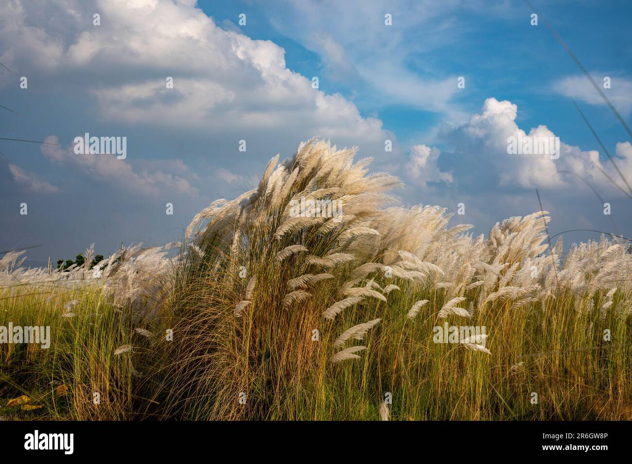 Kans Gras, Catkins oder Kash Flowers (Saccharum spontaneum) blühen im Herbst. Dhaka, Bangladesch. Stockfoto