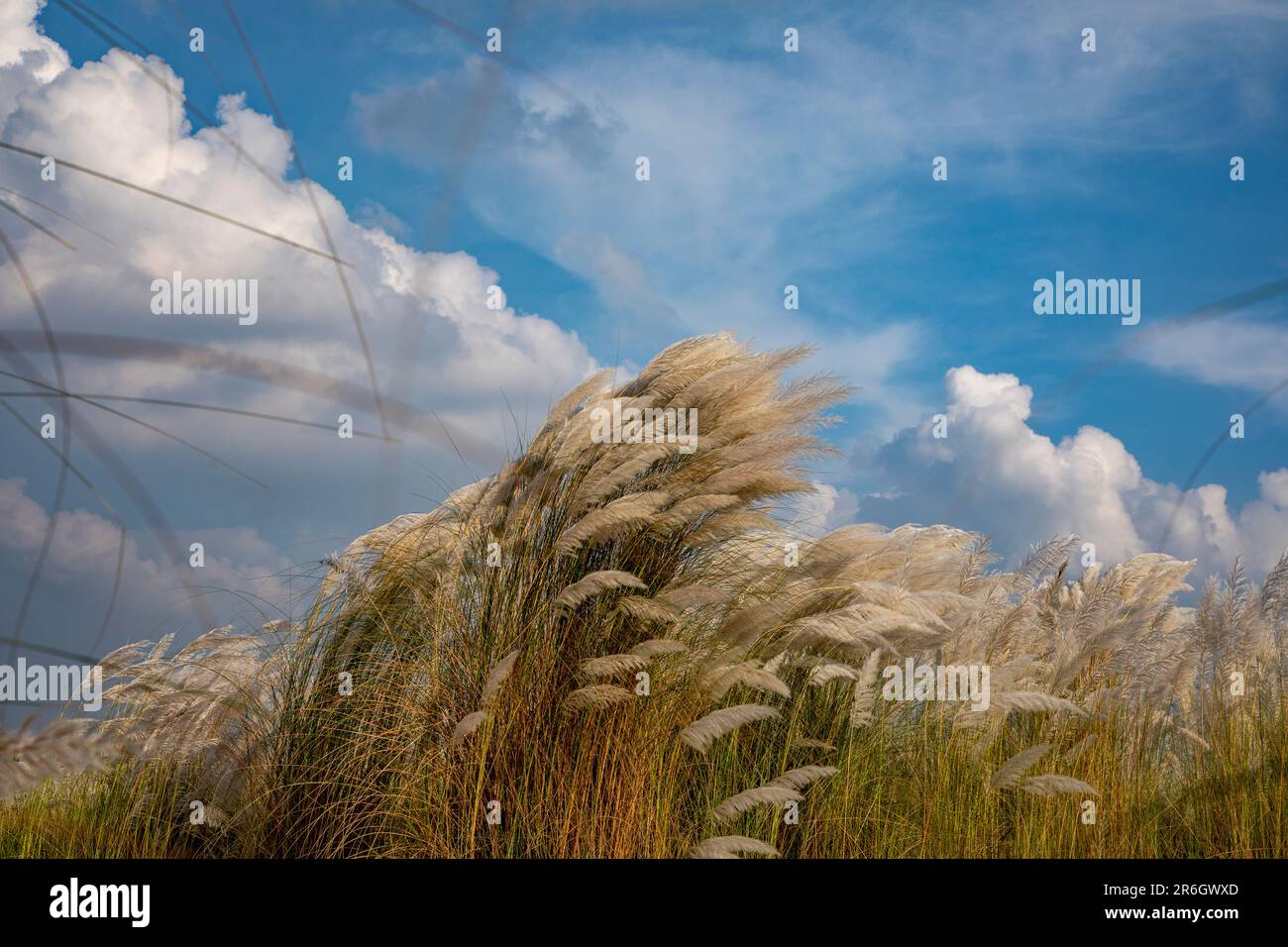 Kans Gras, Catkins oder Kash Flowers (Saccharum spontaneum) blühen im Herbst. Dhaka, Bangladesch. Stockfoto