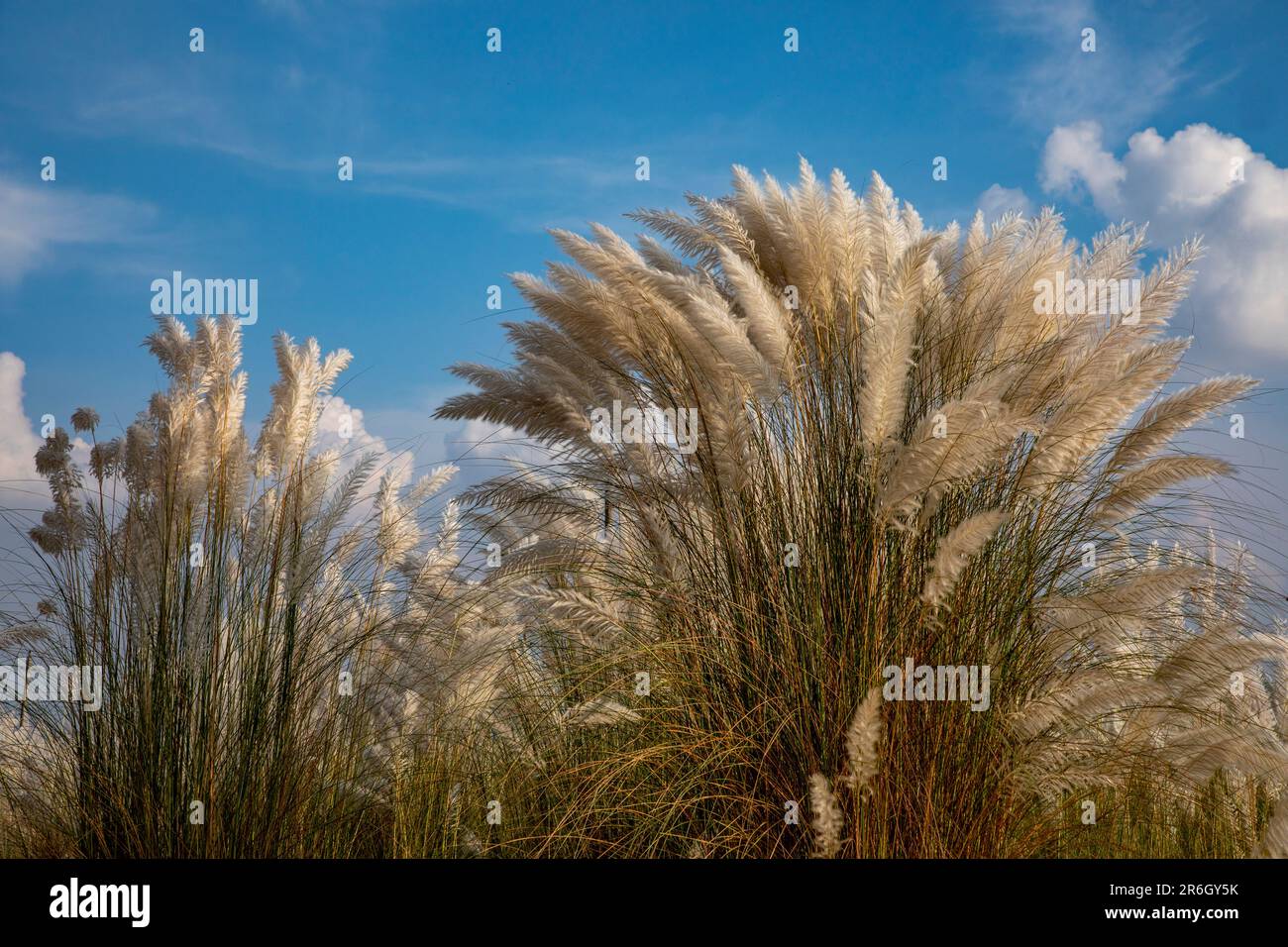 Kans Gras, Catkins oder Kash Flowers (Saccharum spontaneum) blühen im Herbst. Dhaka, Bangladesch. Stockfoto