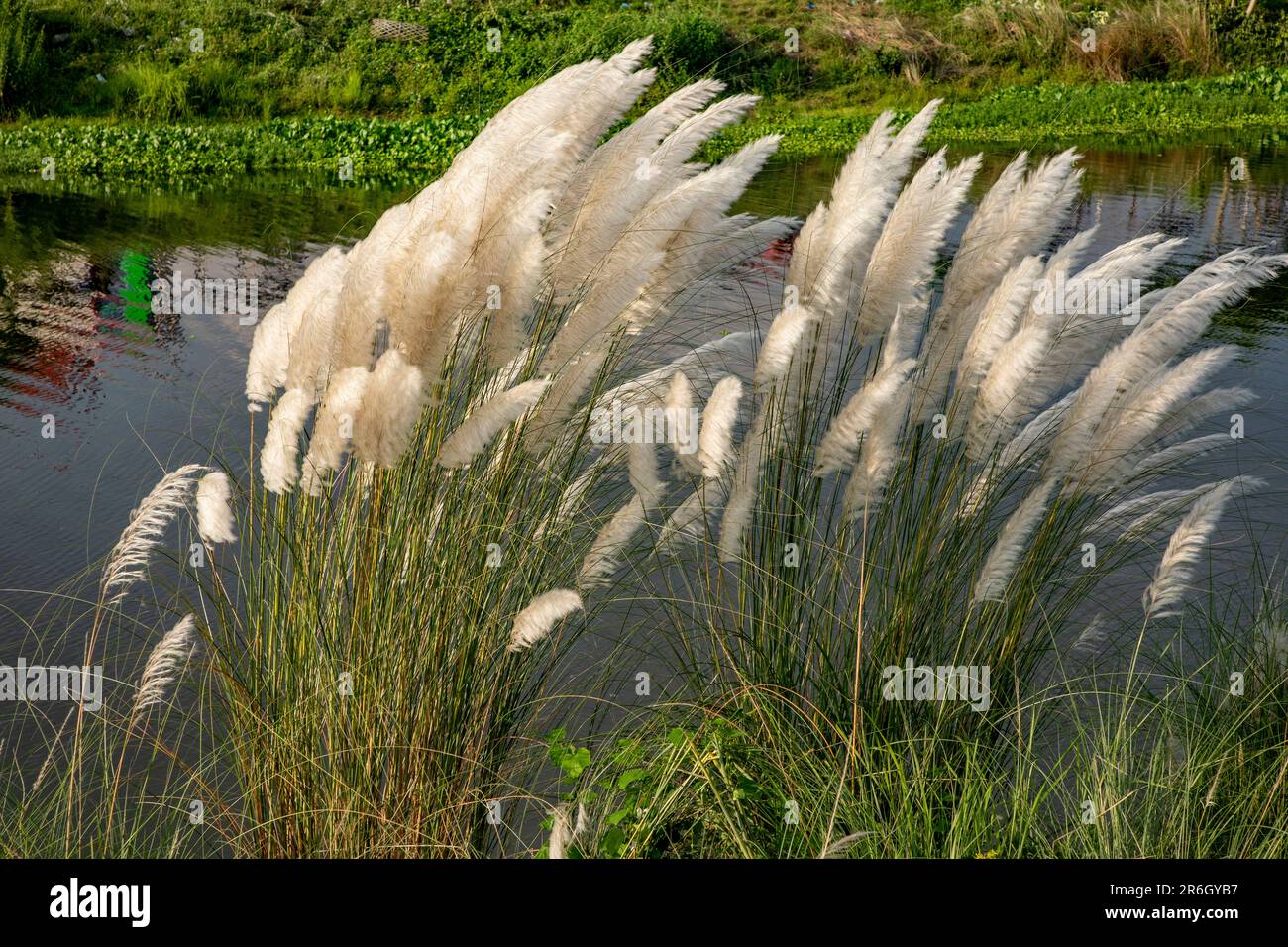Kans Gras, Catkins oder Kash Flowers (Saccharum spontaneum) blühen im Herbst. Dhaka, Bangladesch. Stockfoto