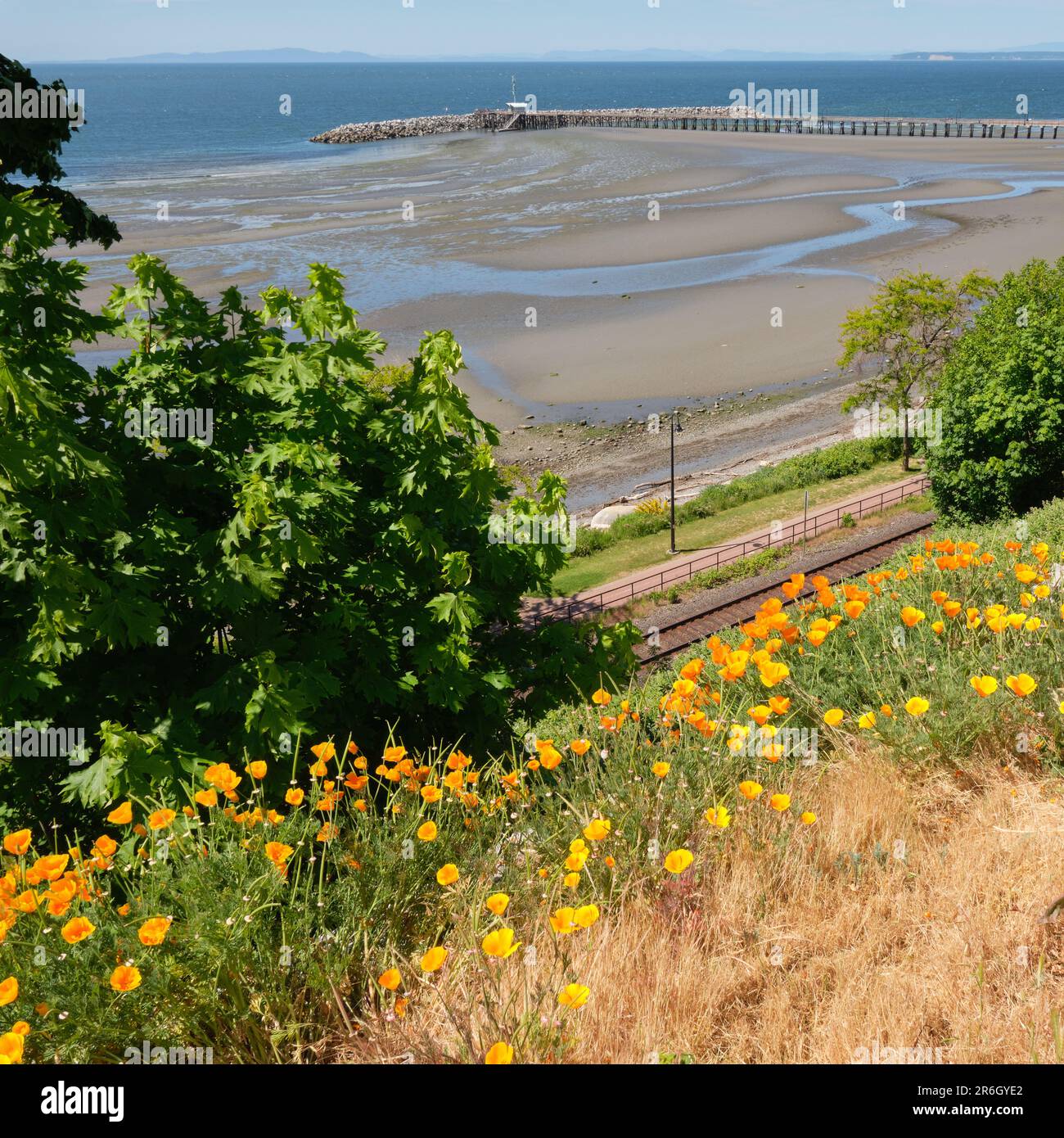 Blick von White Rock's 'Busch' durch goldene Mohnblumen zum Strand bei Ebbe, Pier und Promenade. Stockfoto