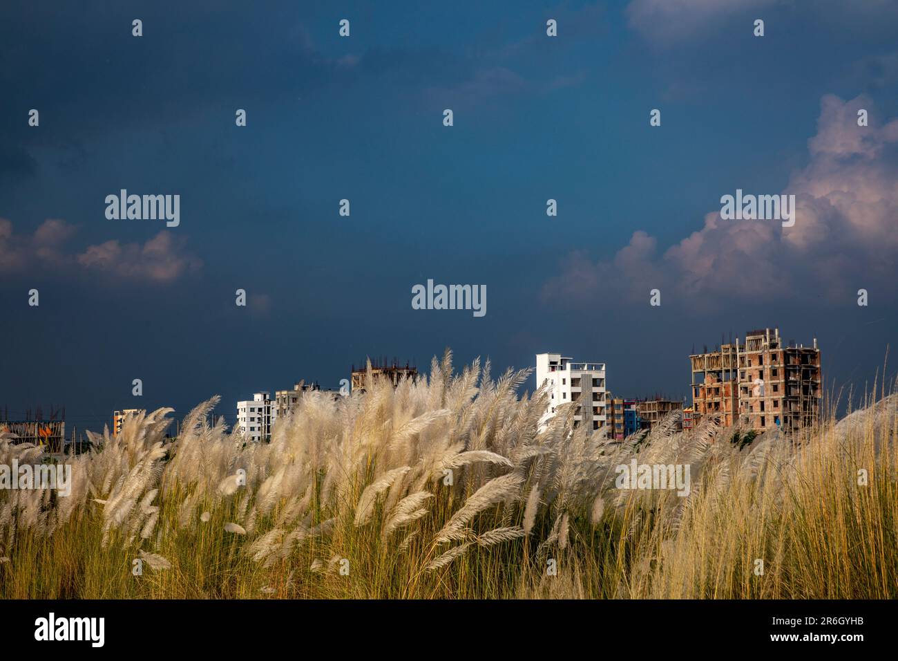Kans Gras, Catkins oder Kash Flowers (Saccharum spontaneum) blühen im Herbst. Dhaka, Bangladesch. Stockfoto
