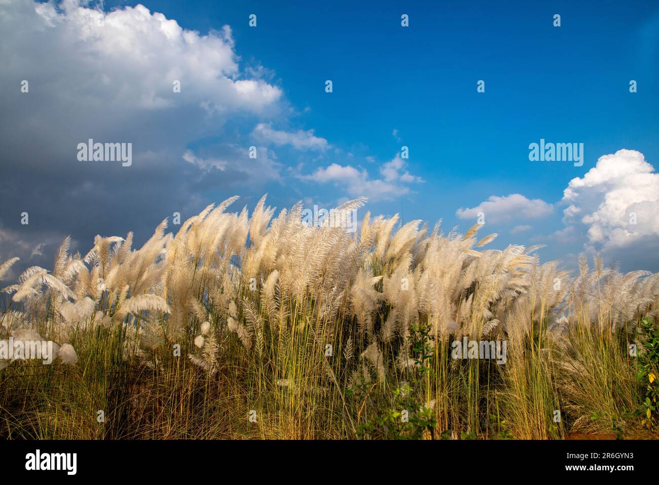 Kans Gras, Catkins oder Kash Flowers (Saccharum spontaneum) blühen im Herbst. Dhaka, Bangladesch. Stockfoto