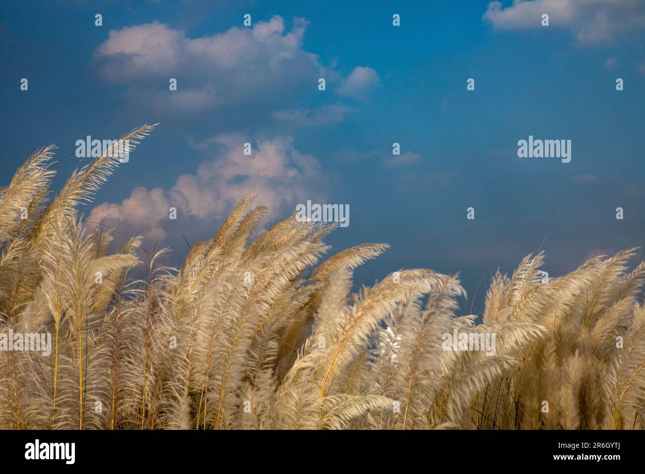 Kans Gras, Catkins oder Kash Flowers (Saccharum spontaneum) blühen im Herbst. Dhaka, Bangladesch. Stockfoto