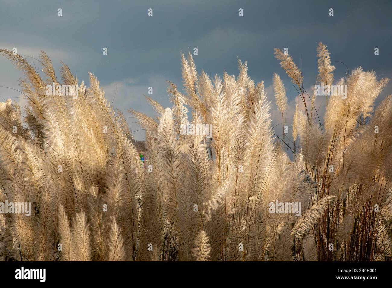 Kans Gras, Catkins oder Kash Flowers (Saccharum spontaneum) blühen im Herbst. Dhaka, Bangladesch. Stockfoto
