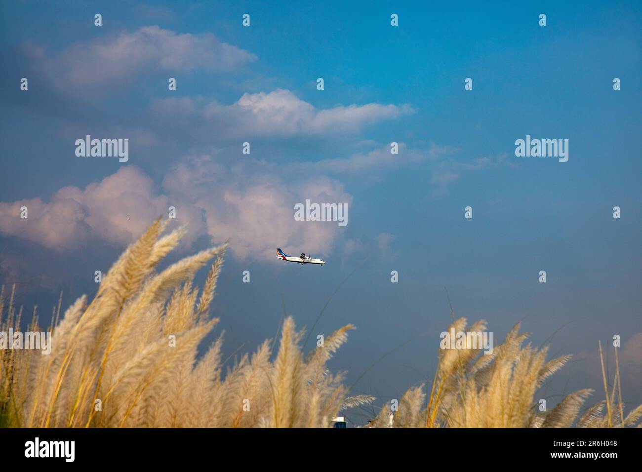 Kans Gras, Catkins oder Kash Flowers (Saccharum spontaneum) blühen im Herbst. Dhaka, Bangladesch. Stockfoto