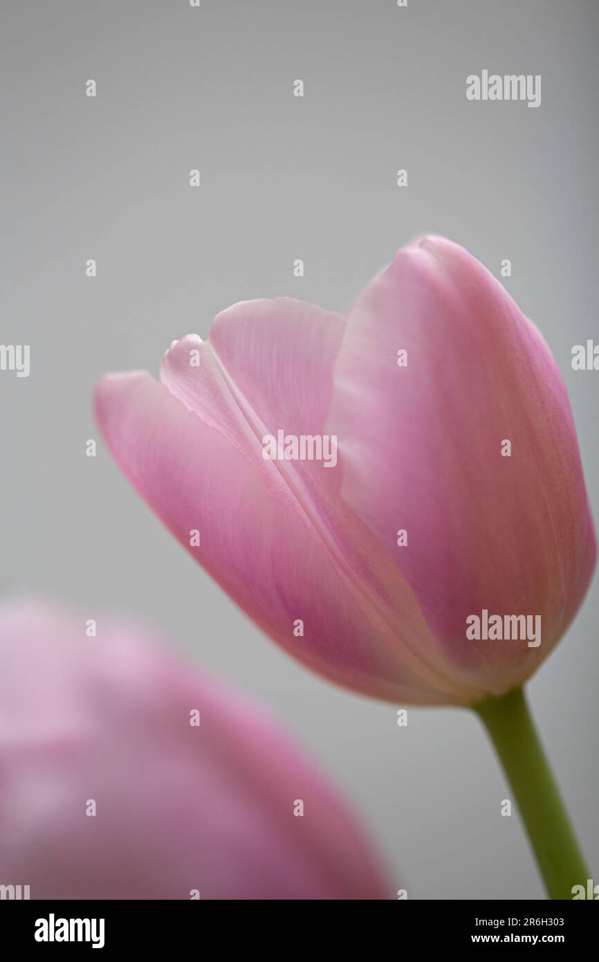 Rosa Tulpenblüte in Blüte mit sanften seidigen Blütenblättern, die sich noch auf grauem Hintergrund befinden wunderschöne Blume Stockfoto