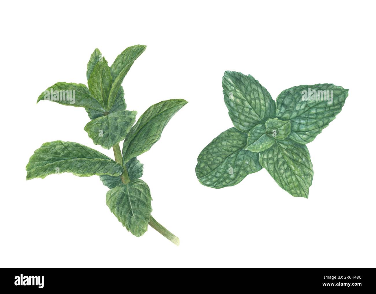 Aquarell duftende frische Minzzweige isoliert auf weißem Hintergrund. Botanische Illustration für Kartendesign, Flyer, Poster, Etikett, Drucke, Banner Stockfoto