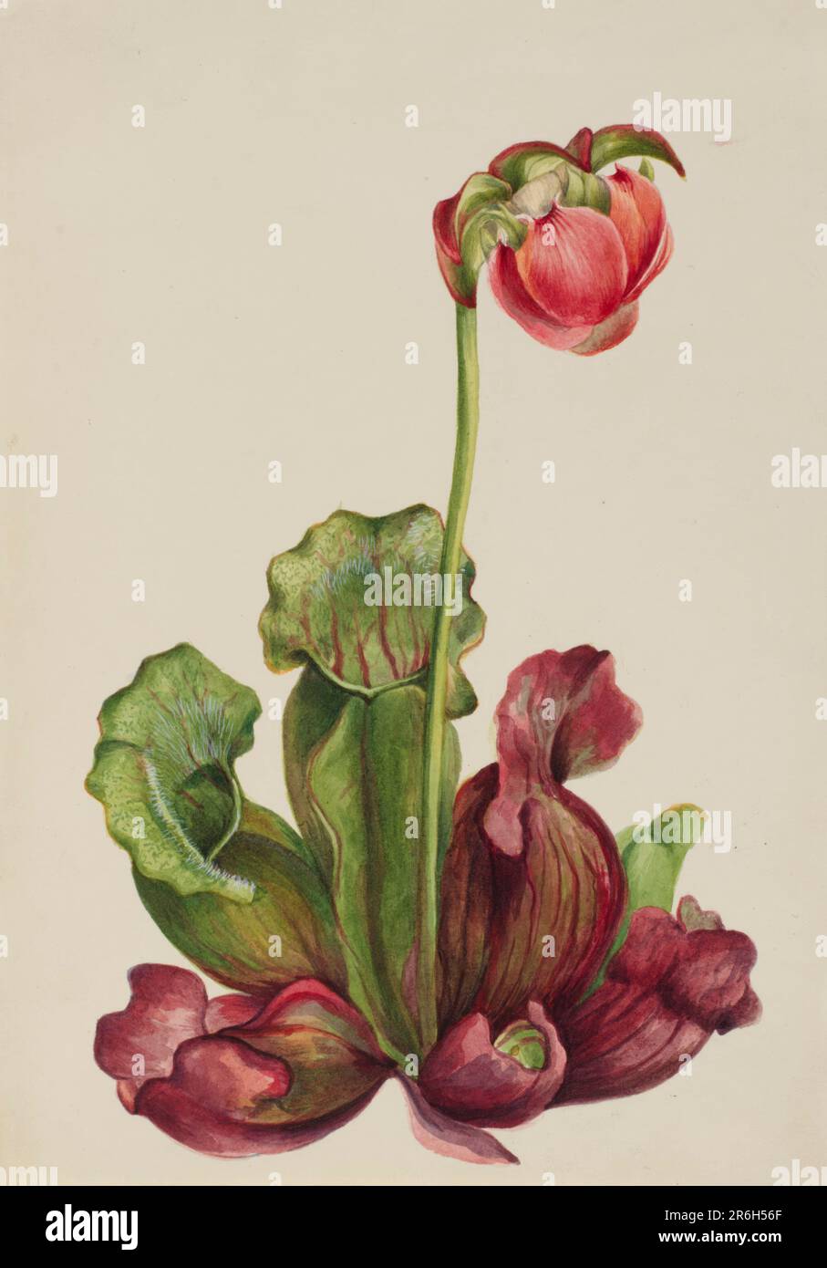 Die Pitcherplantage (Sarracenia purpurea venosa) Datum: 1931. Aquarell auf Papier. Museum: Smithsonian American Art Museum. Stockfoto
