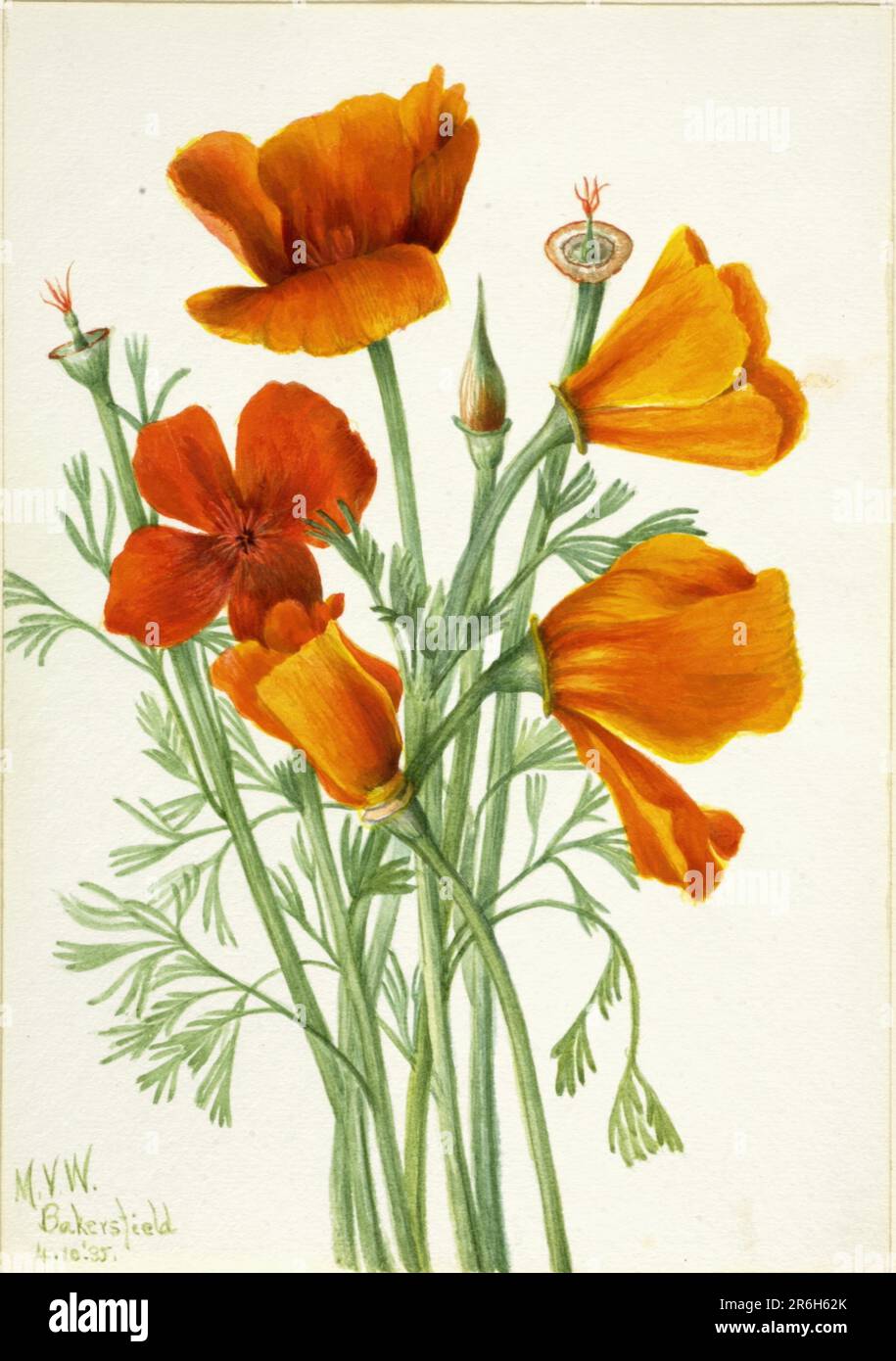 Kalifornischer Mohn (Eschscholtzia californica). Aquarell auf Papier. Datum: 1935. Museum: Smithsonian American Art Museum. Stockfoto