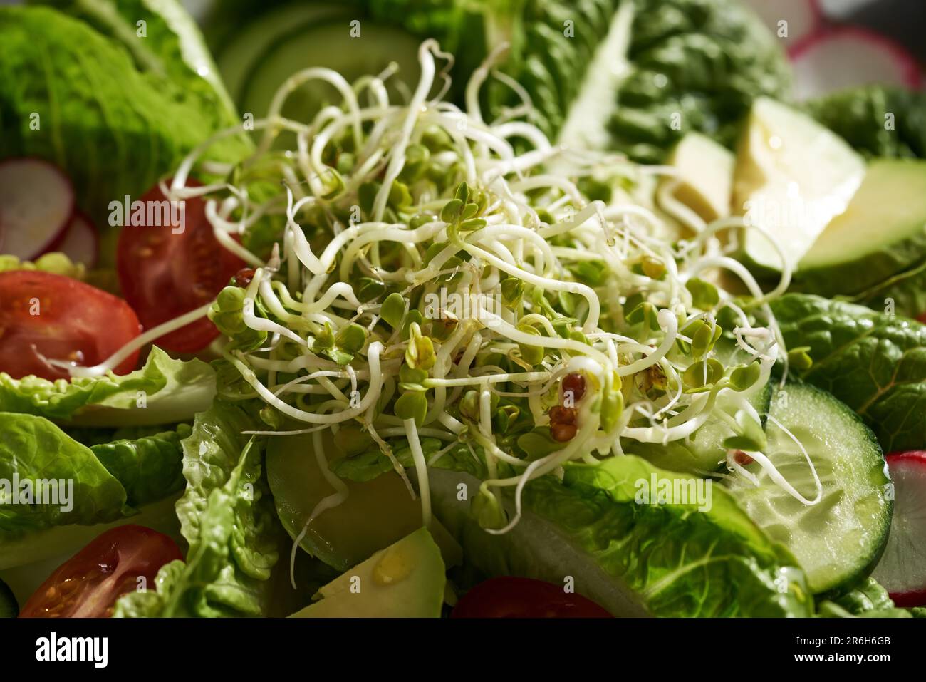 Frische Rettichsprossen oder Mikrogrüner in Gemüsesalat mit Salat, Tomaten und Avocado. Stockfoto