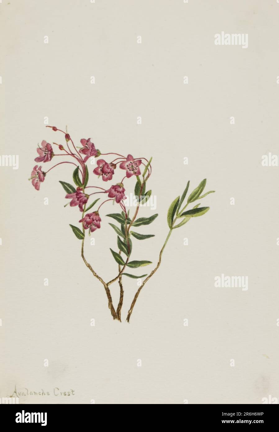 Felsengebirgskalmia (Kalmia microphylla). Datum: N. d. Aquarell auf Papier. Museum: Smithsonian American Art Museum. Stockfoto