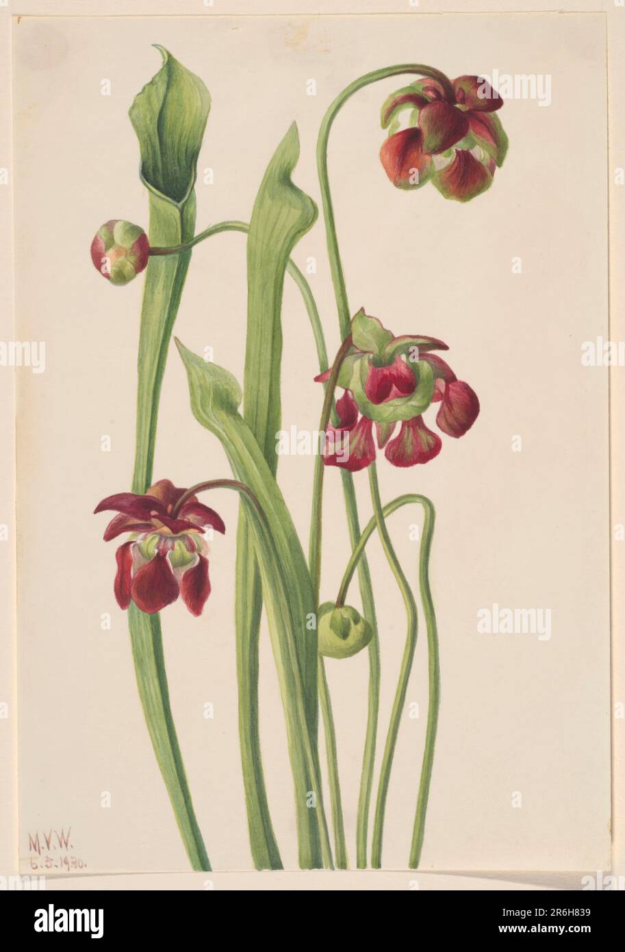 Hybrid-Pitcherplant. Aquarell auf Papier. Datum: 1930. Museum: Smithsonian American Art Museum. Stockfoto