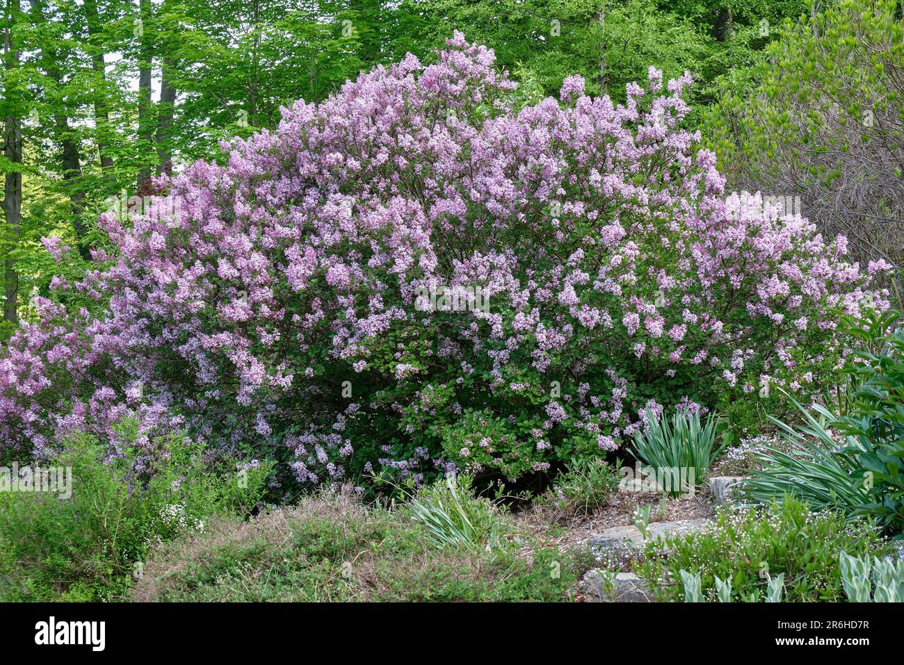Zwergflieder oder koreanische Flieder (syringa meyerii „Palibin“) während der Hochblüte. Stockfoto