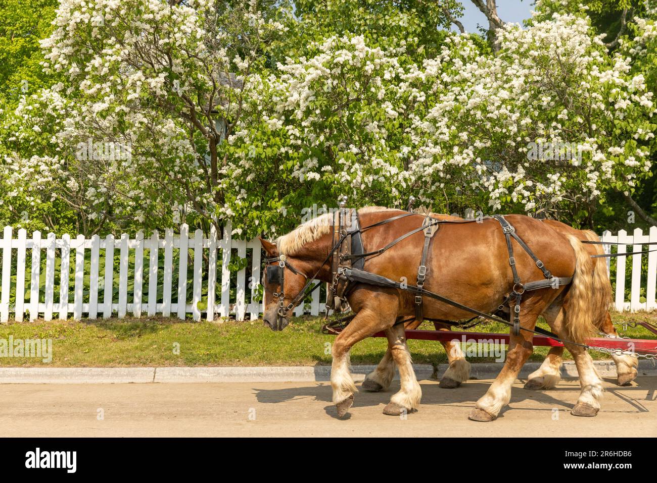 Braune Pferde, die während des Fliederfestivals vor einem weißen Lattenzaun eine Kutsche ziehen, und weiße Flieder auf Mackinac Island. Stockfoto