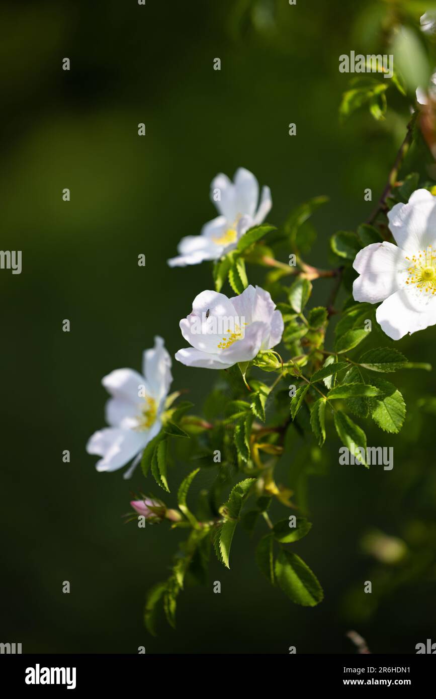 Einheimische britische Wildblumenhündin Rosa Canina blüht in gedämpftem Sonnenlicht mit Bokeh-Hintergrund und Kopierbereich Stockfoto