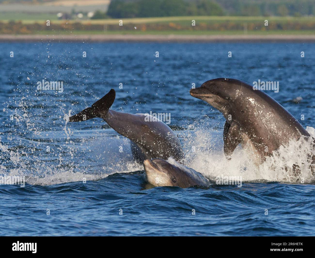 Große Tümmler (Tursiops truncatus), die im Moray Firth, Schottland, Großbritannien, aufbrechen, springen und springen Stockfoto