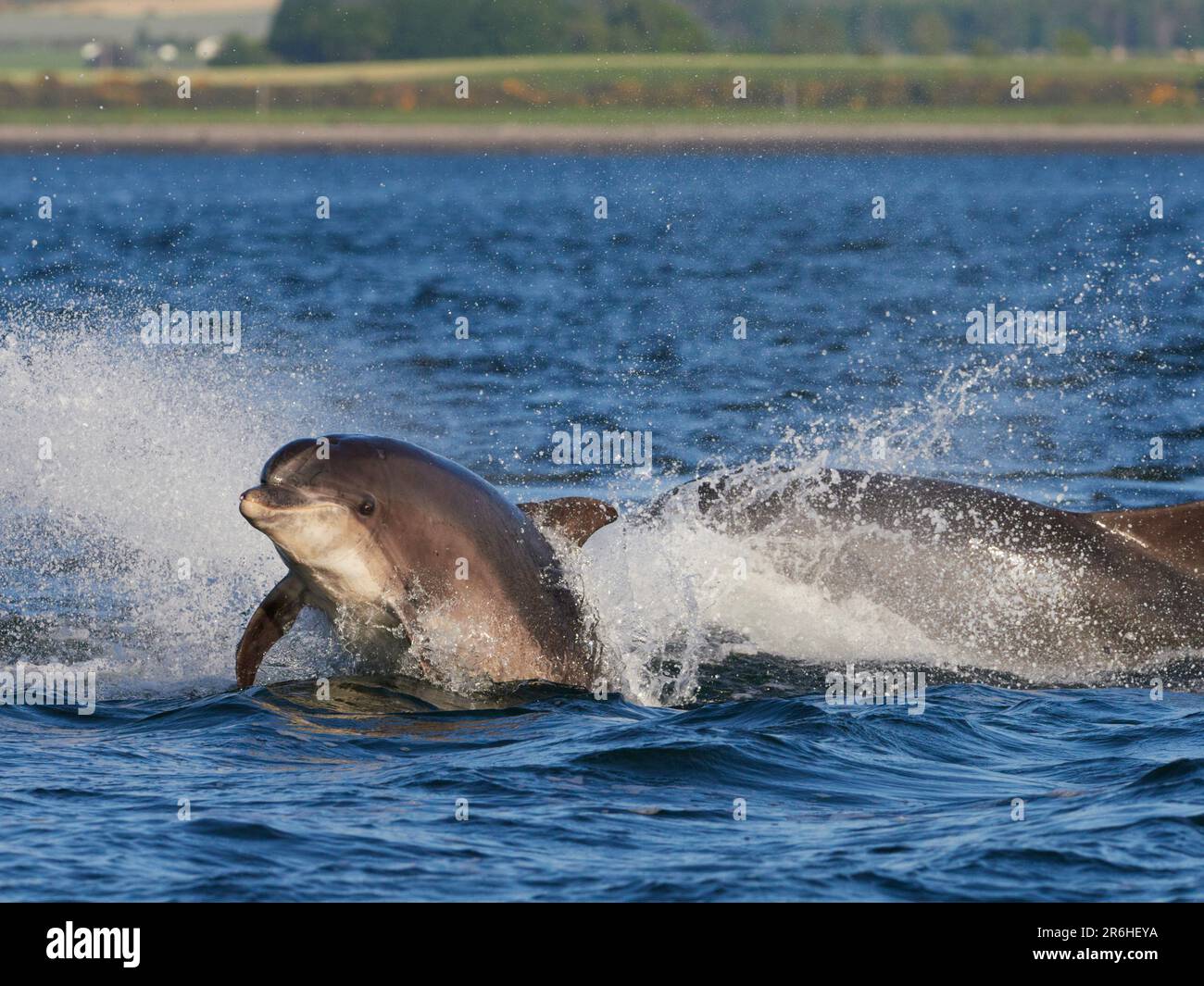 Große Tümmler (Tursiops truncatus), die im Moray Firth, Schottland, Großbritannien, aufbrechen, springen und springen Stockfoto